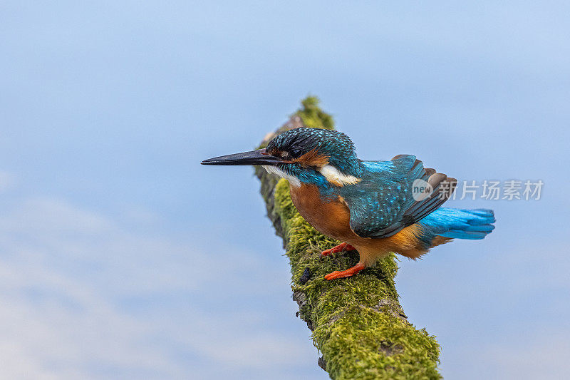 雄性翠鸟(Alcedo atthis)